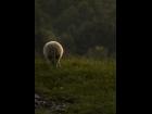 Norwegian sheep