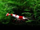 Crystal Red Shrimp