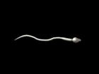 Posable Sperm Cell