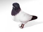 pigeon