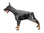 Doberman