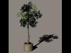 Small Olive tree