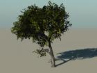 Texas Elm Tree - Vue 6 Infinite