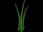 Grass .png for tubes