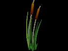 Bulrush .png for tubes