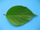 Dogwood Leaf