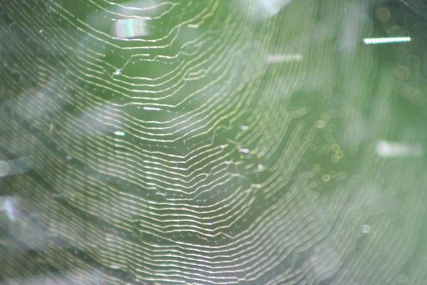 spider web