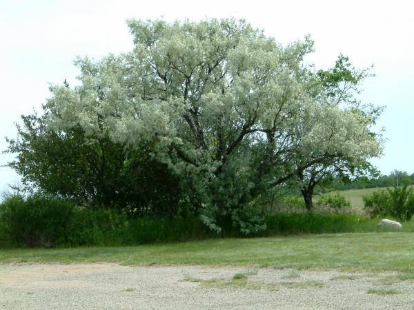 pretty trees