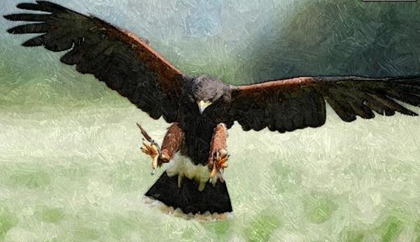 Harris Hawk (Oil)