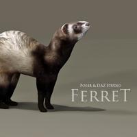 Ferret Prop for Poser and DAZ Studio