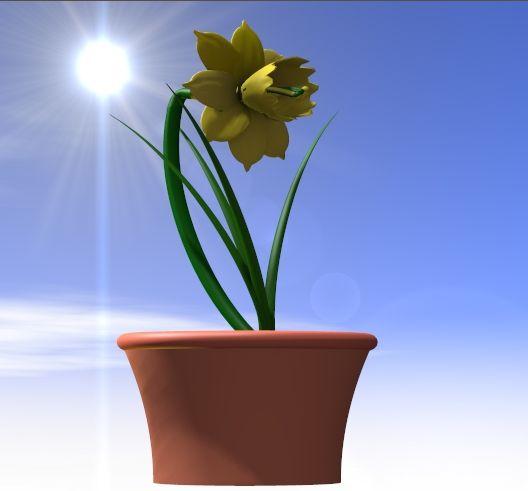 Daffodil