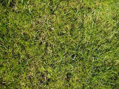 Natural Grass Texture Texture Sharecg