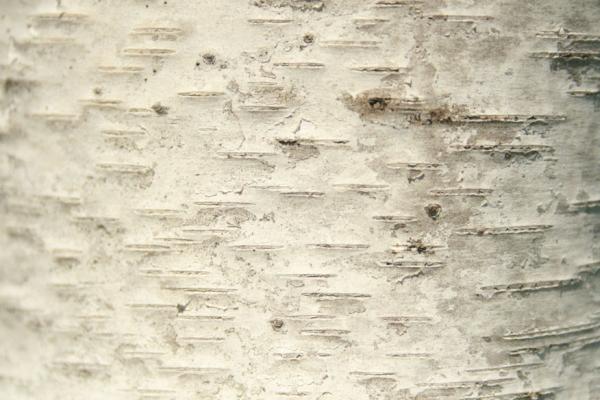 High-Resolution White Birch Bark Photos