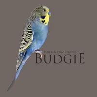 Budgie Prop for Poser and DAZ Studio