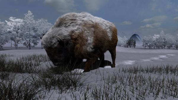 Winter Buffalo