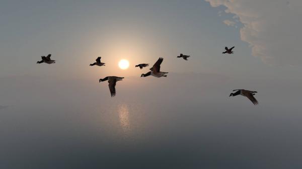 bird flying in formation