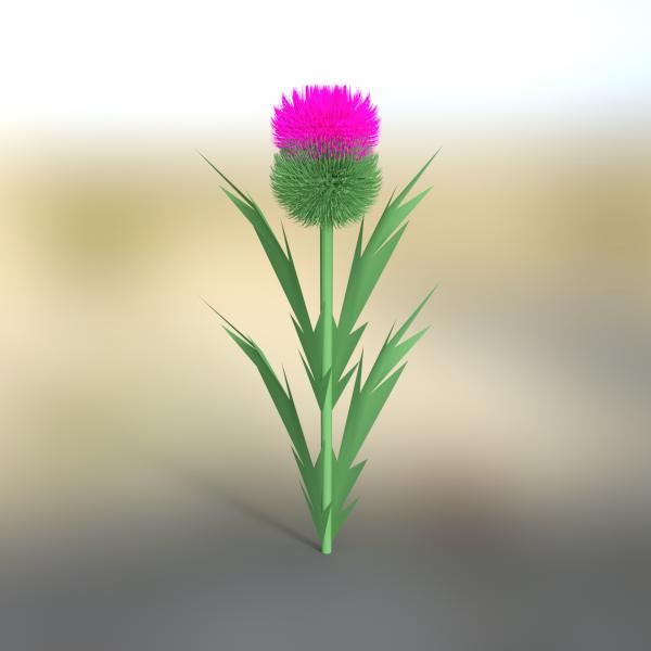 Scottish Thistle