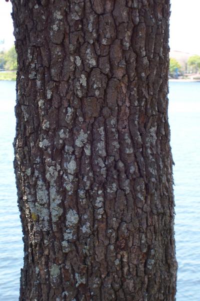 Tree Bark