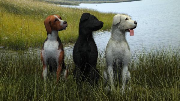 There were 3 Dogs sitting on a river bank...when!