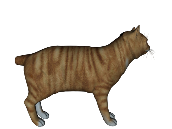 MilCat Manx Short tail Shape/Morph