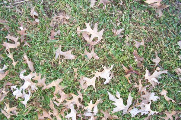 Dead Leaves and Grass 02