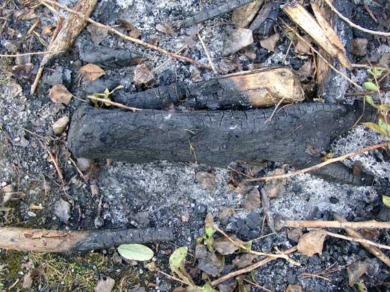 Burned wood 2