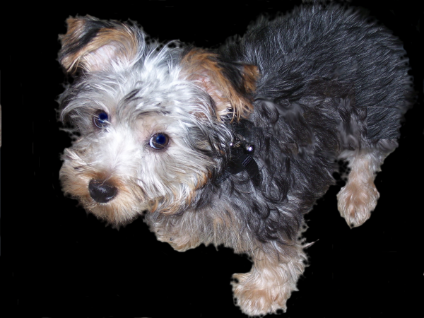 Aki Silky Terrier Puppy Cutout