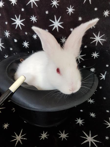 Lapin de magicien