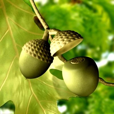 Acorns