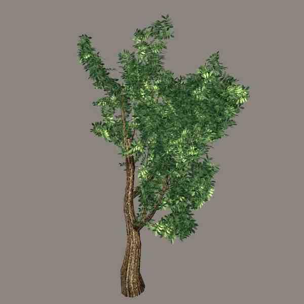 3d-tree-02