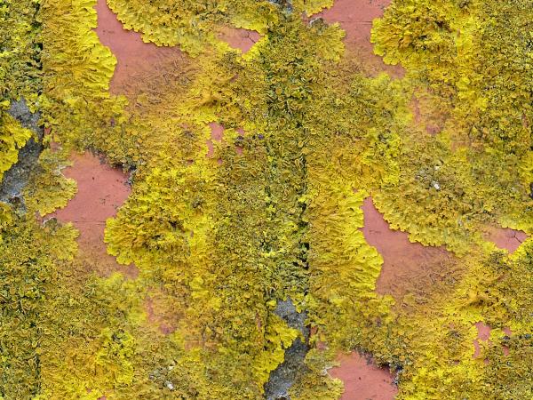 YellowLichen