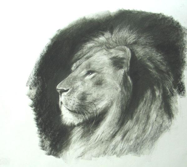 lion