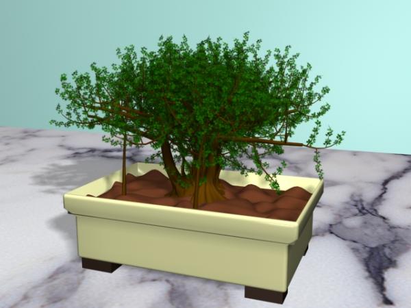 Bonsai tree shaj 3ds max