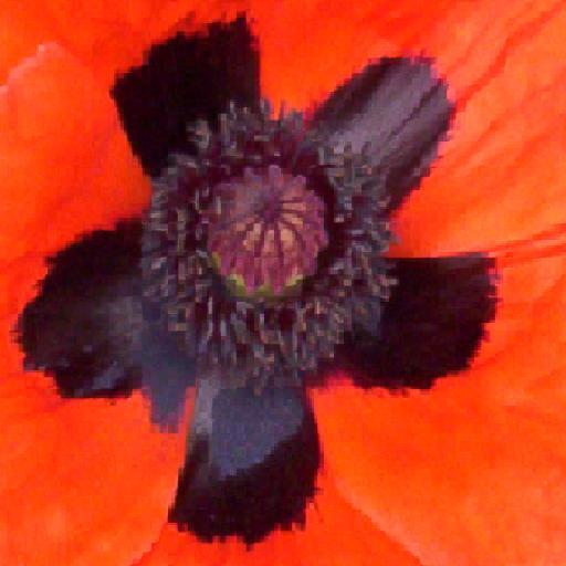 Poppy Texture