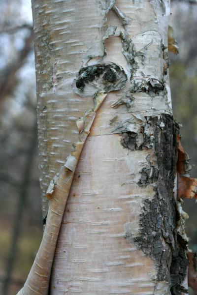 Birch Bark 2