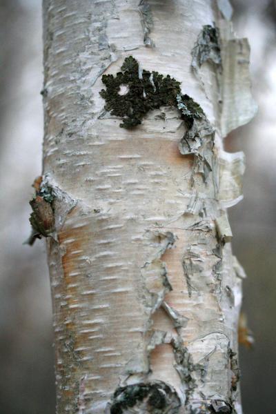 Birch Bark 3