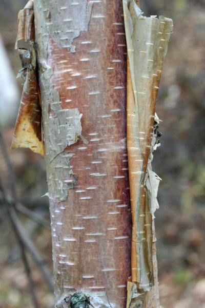 Birch Bark 4