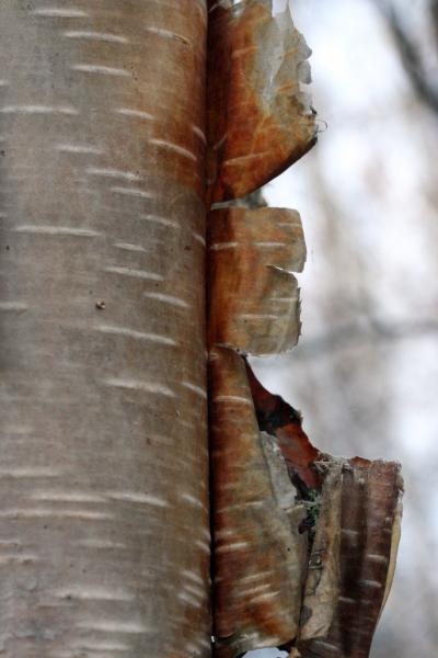 Birch Bark 6