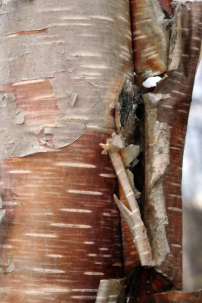 Birch Bark 7