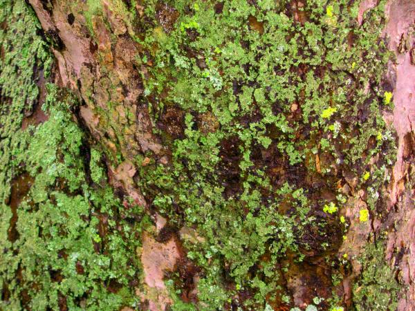 Apple Tree Bark