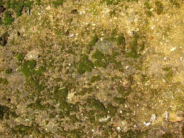 Concrete path with moss