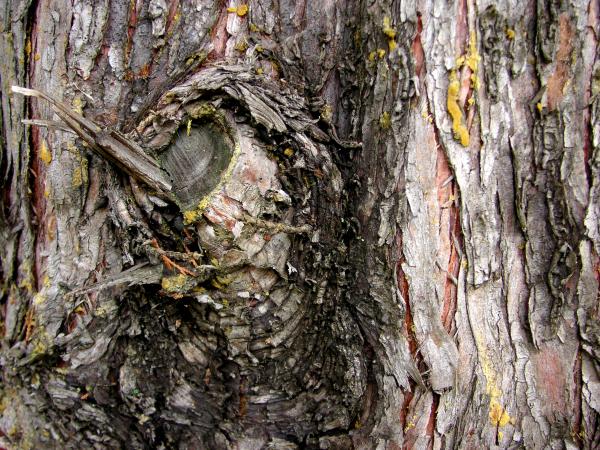 Tree bark evergreen