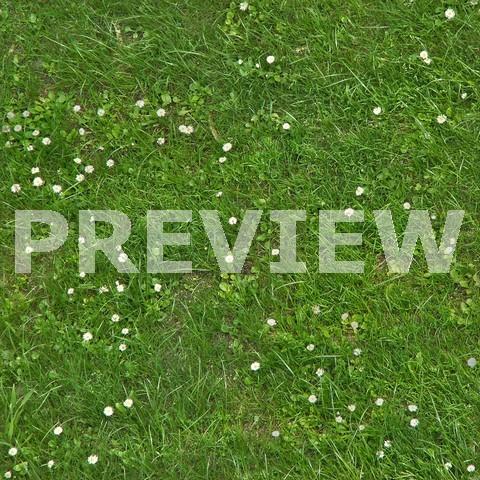 Seamless Grass With Daisies Texture