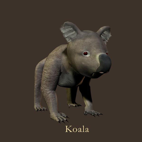 Koala