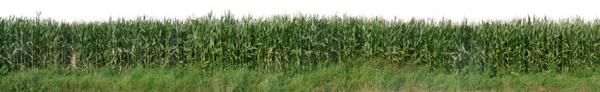 Cornfield Panorama