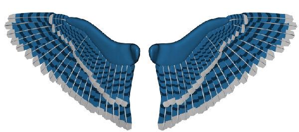 blue jay wings