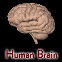 Human Brain