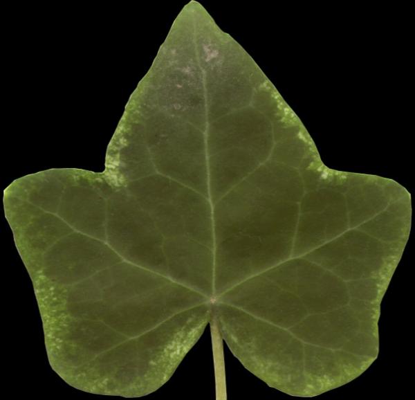 Leaf with opacity bump