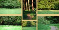 forest Backgrounds