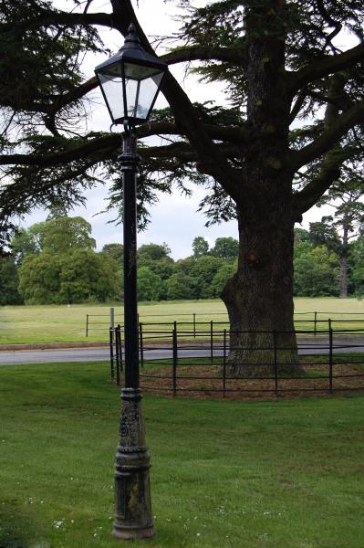 street light and trees